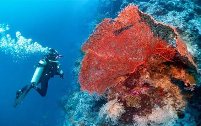 新手潜水考证入门指南:从零基础到持证下潜的完整攻略